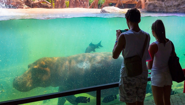 Hippo swimming underwater at Bioparco Valencia with visitors observing.