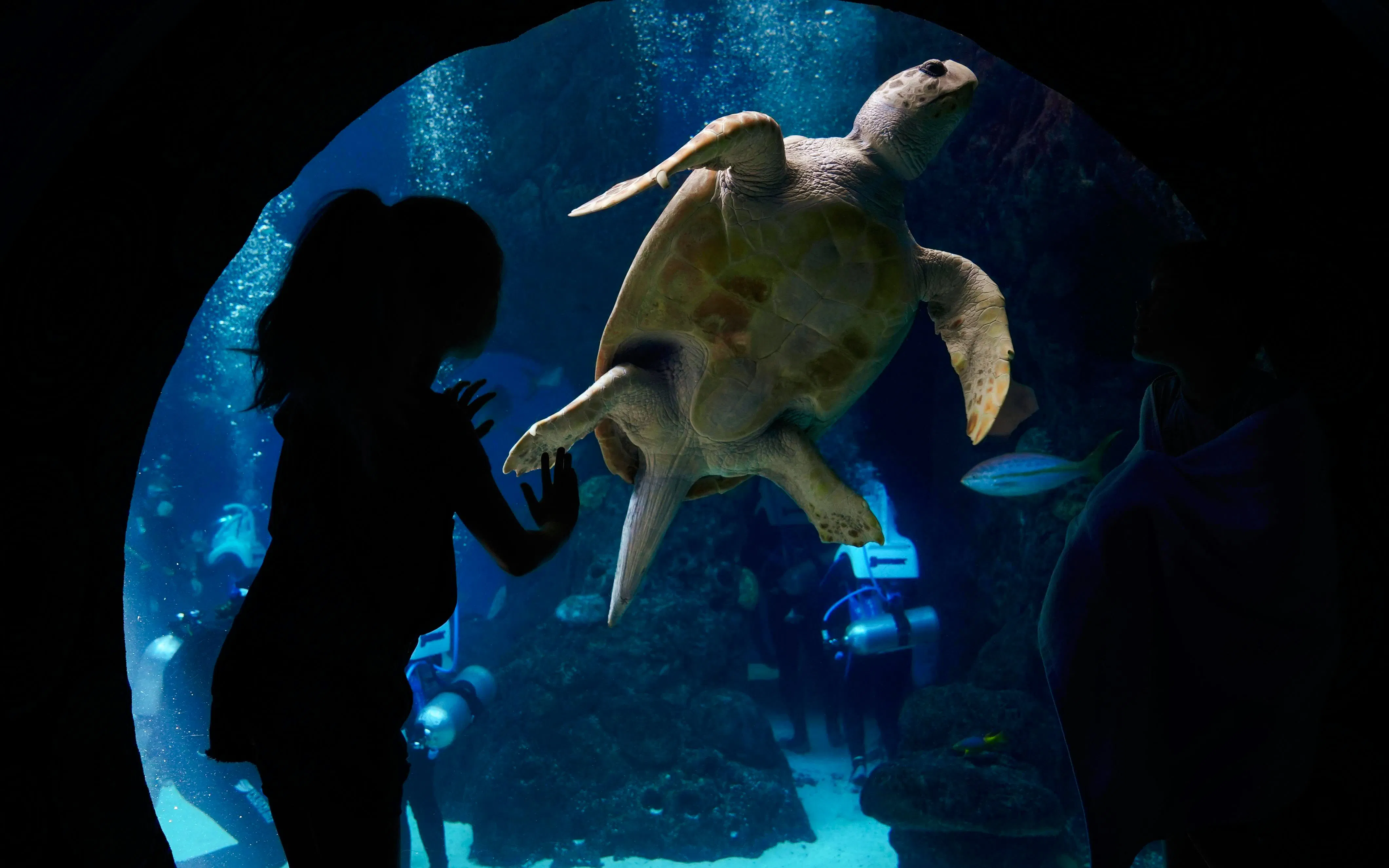 Sea turtle swimming in tank at The Florida Aquarium, Tampa, with visitors observing.