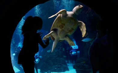 Sea turtle swimming in tank at The Florida Aquarium, Tampa, with visitors observing.