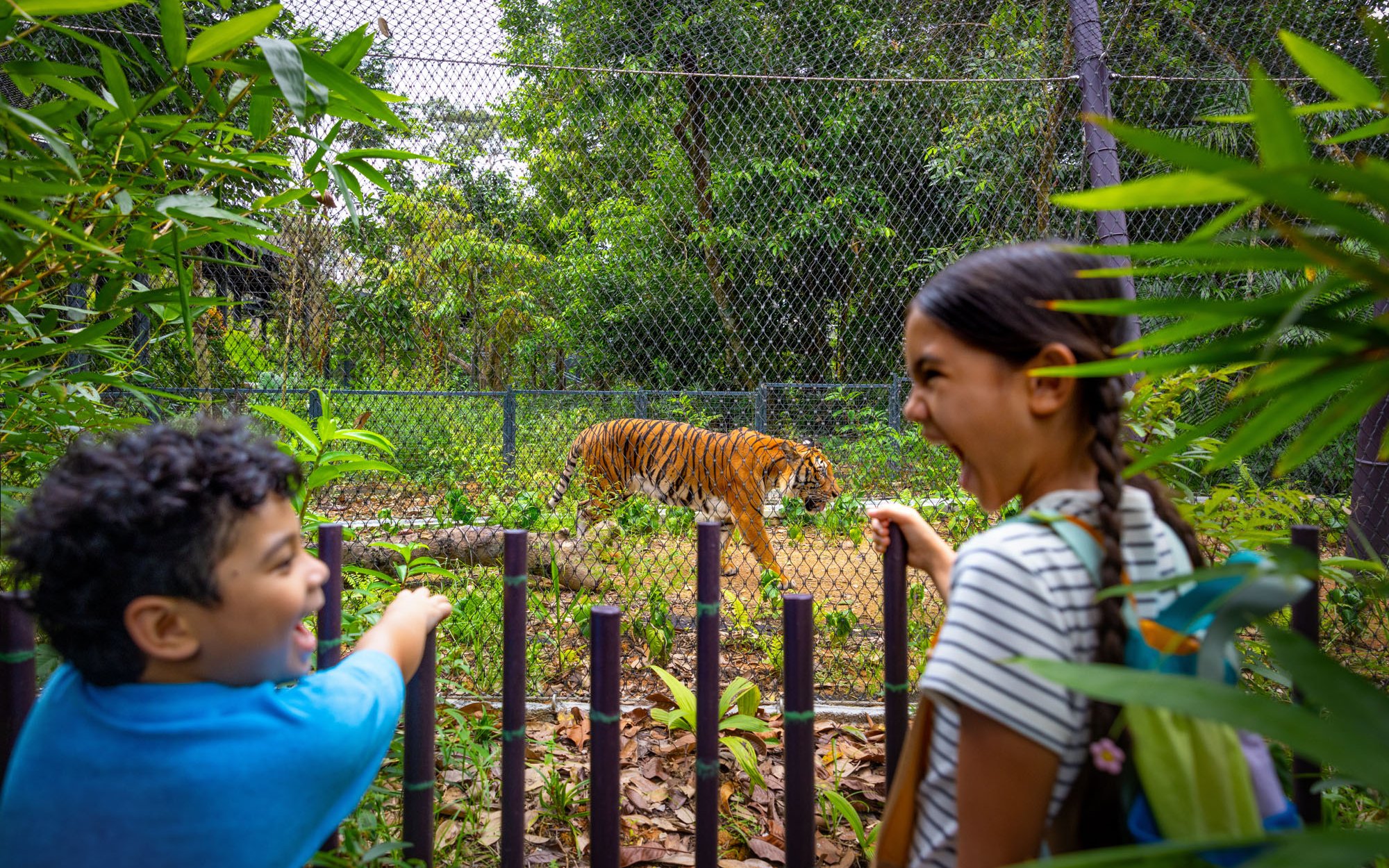 Children observing a tiger at Rainforest Wild Adventure's Predator Trek.