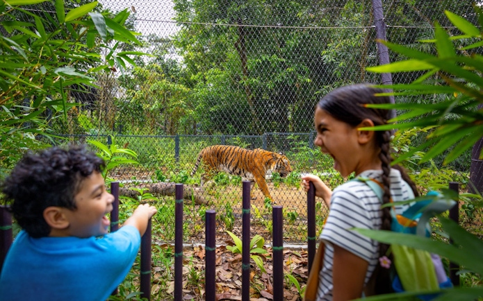 Children observing a tiger at Rainforest Wild Adventure's Predator Trek.