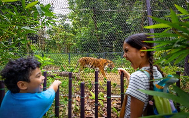 Children observing a tiger at Rainforest Wild Adventure's Predator Trek.