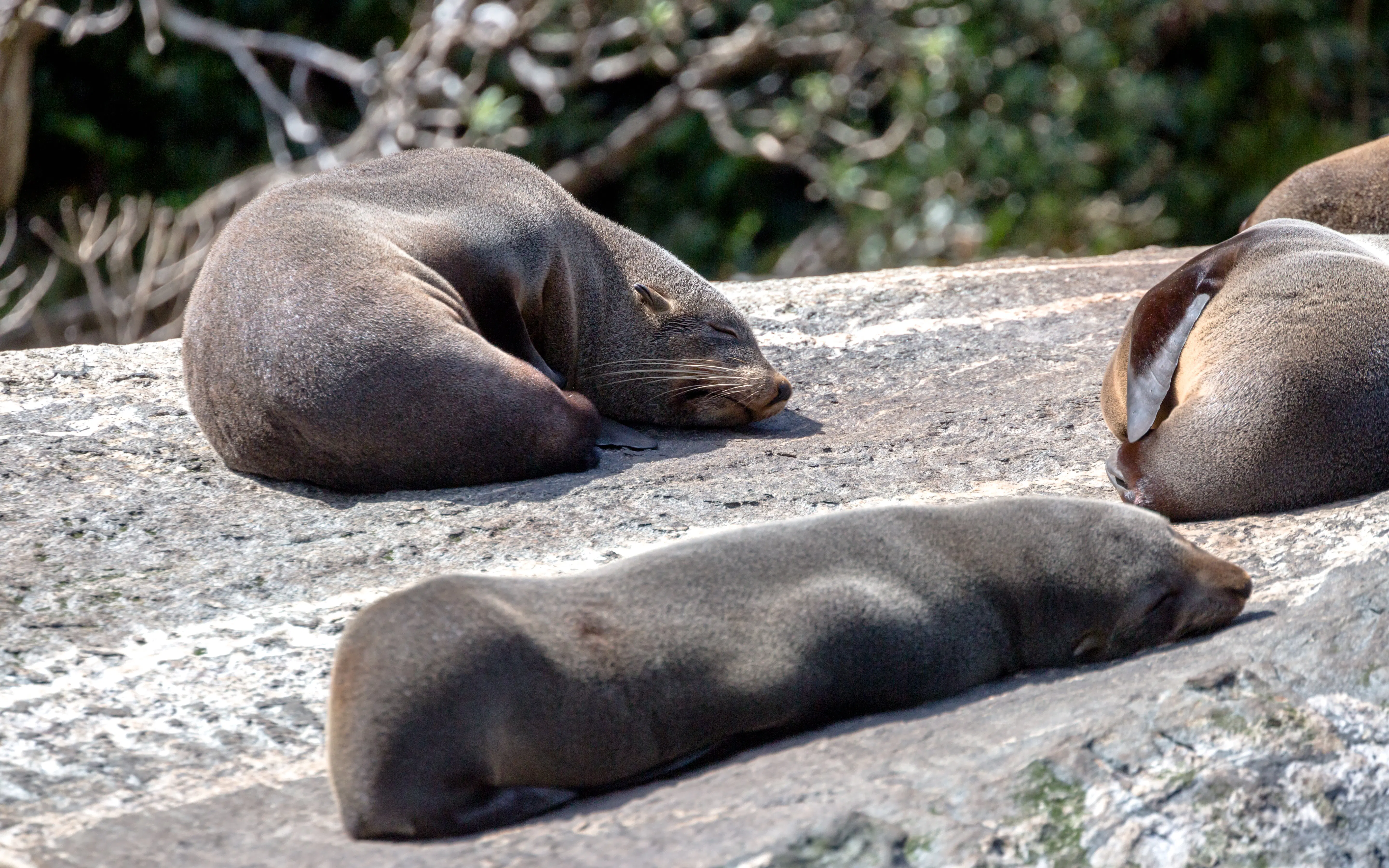 Seals resting on rocks during Milford Sound Extended Cruise in New Zealand.