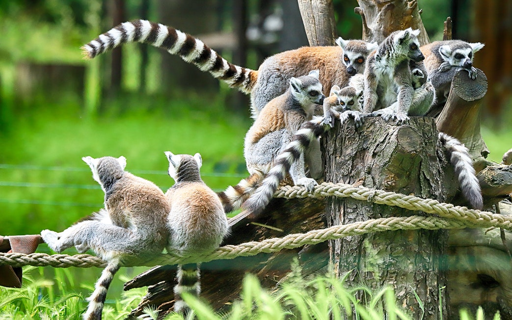 Lemurs perched on branches inside Wroclaw Zoo enclosure.