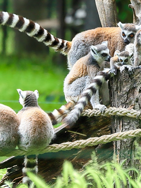 Lemurs perched on branches inside Wroclaw Zoo enclosure.