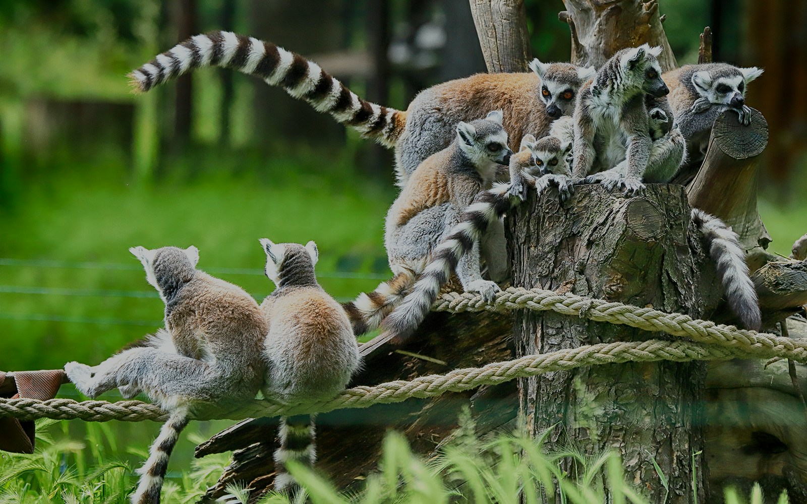Lemurs in Bindi's island