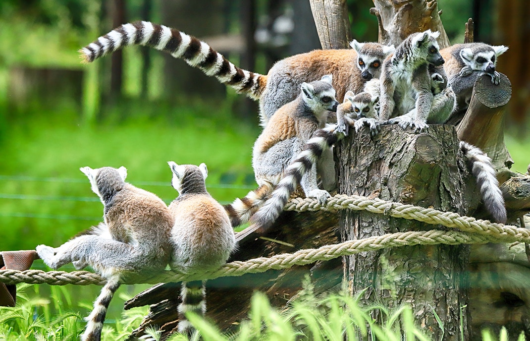 Lemurs perched on branches inside Zoo enclosure.