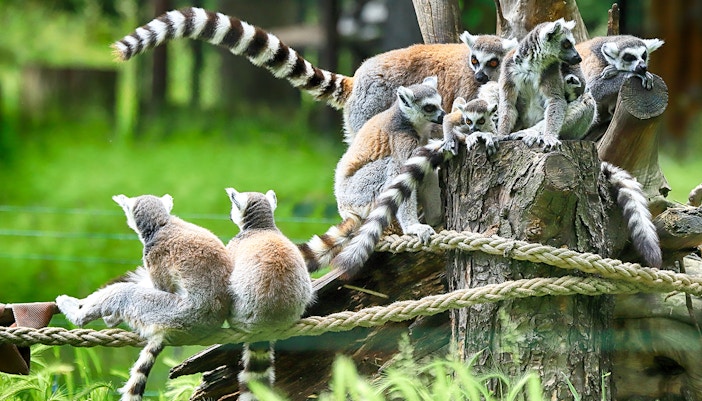 Lemurs at Australia Zoo