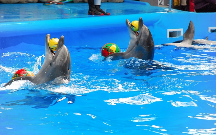 Dolphins performing with colorful balls at a show in Phuket.