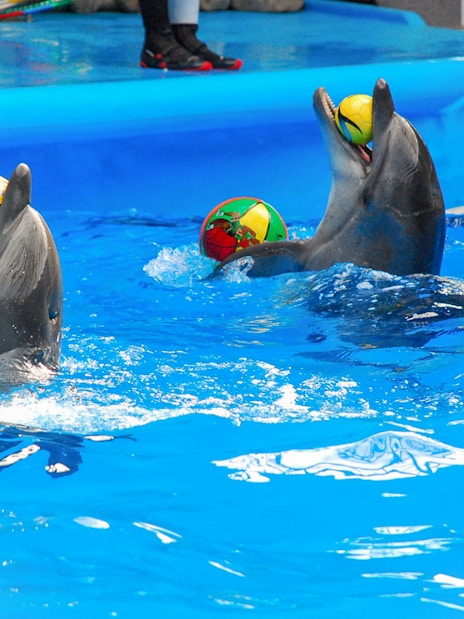 Dolphins performing with colorful balls at a show in Phuket.