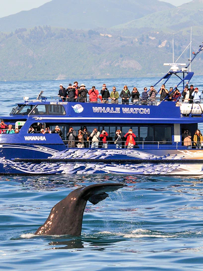 Whale tail near tour boat in Kaikoura, New Zealand, with passengers observing.