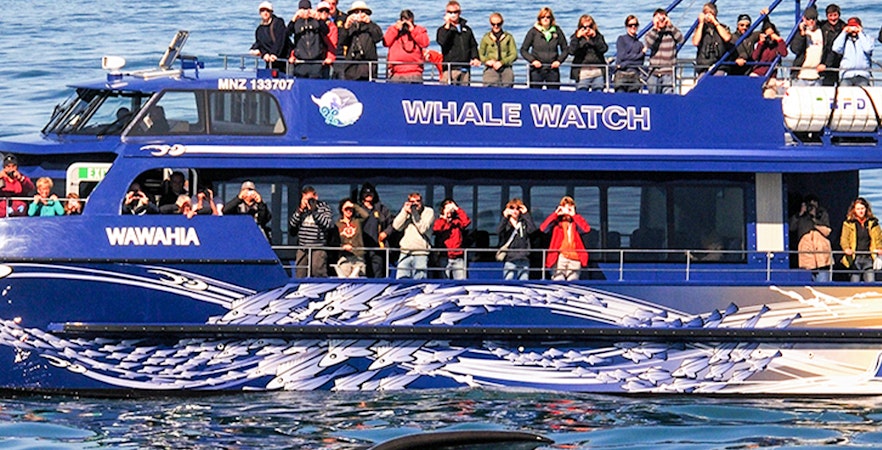 Kaikoura Walbeobachtungstouren