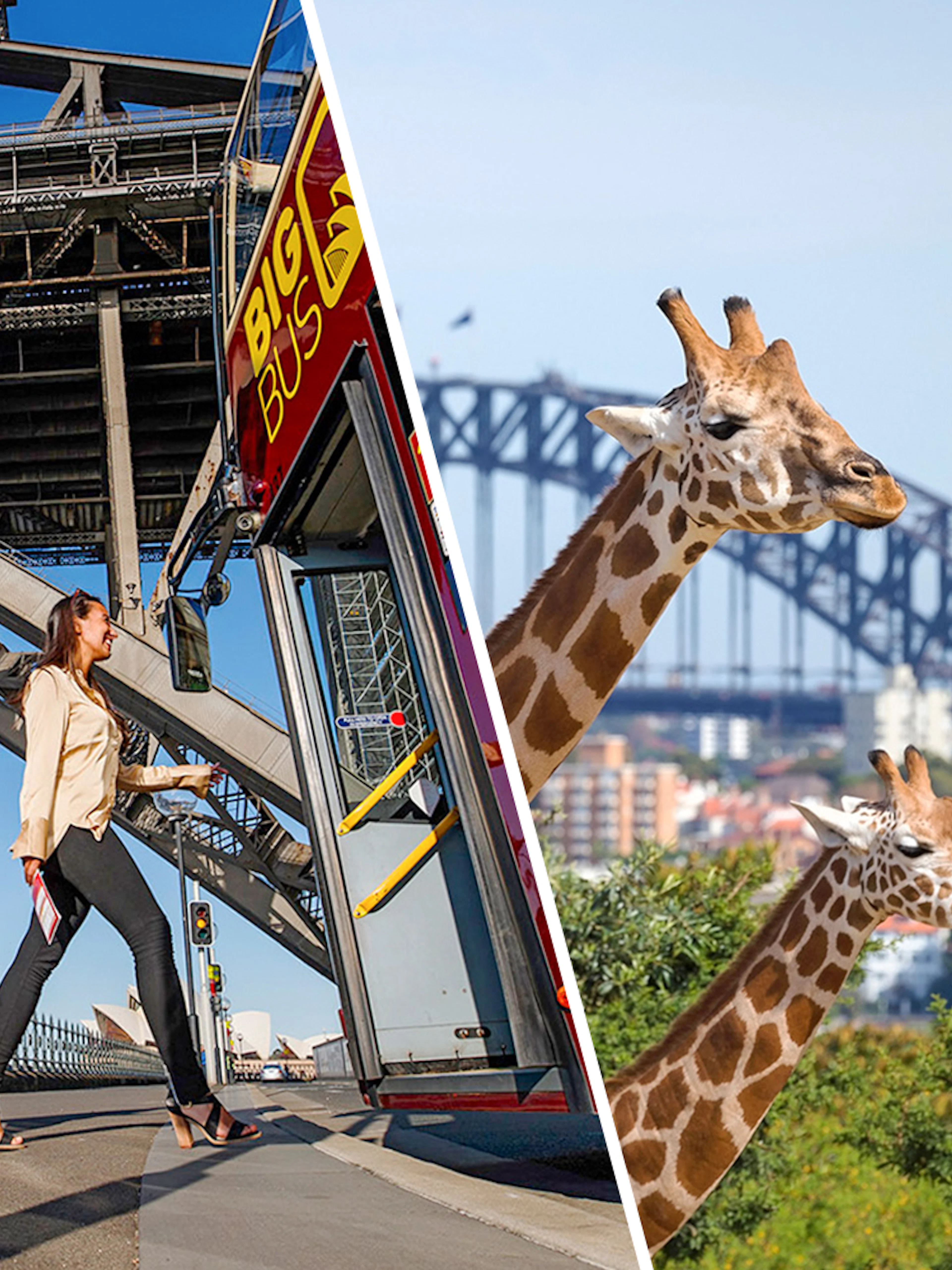 Big Bus Sydney tour boarding near Sydney Harbour Bridge and giraffes at Taronga Zoo.