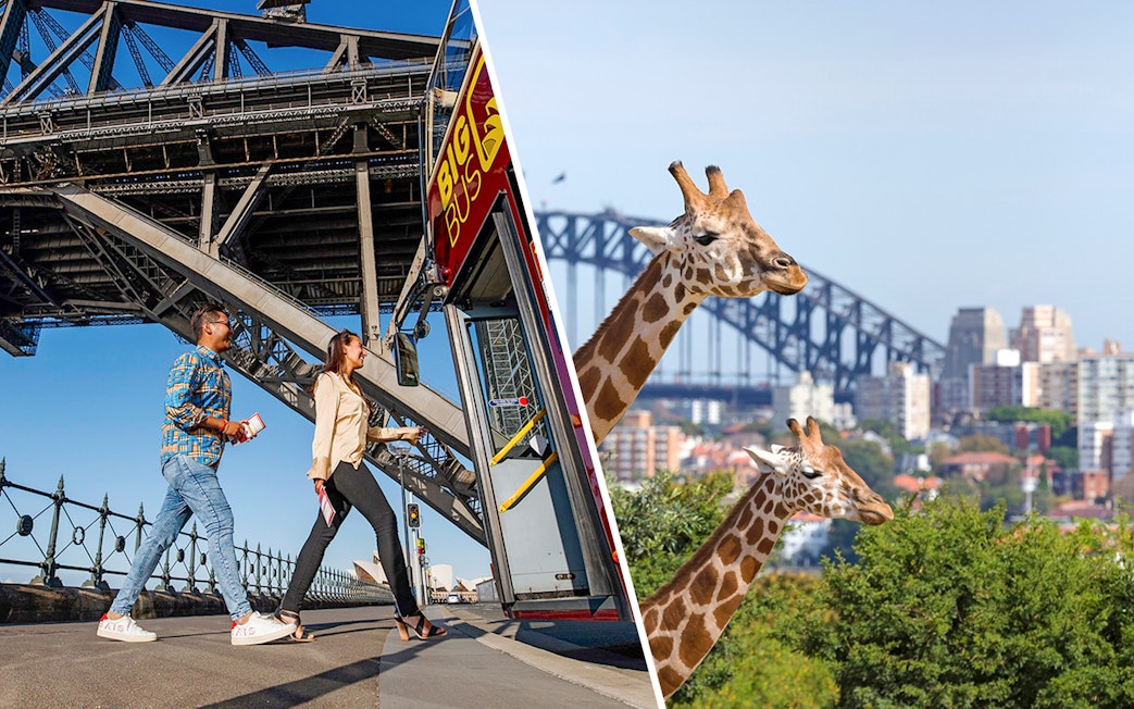 Big Bus Sydney tour boarding near Sydney Harbour Bridge and giraffes at Taronga Zoo.