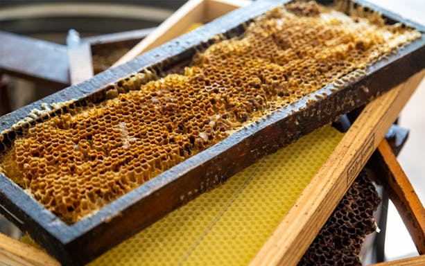 Honeycomb frame from beekeeping experience on Full-Day Jeep Tour in Algarve.