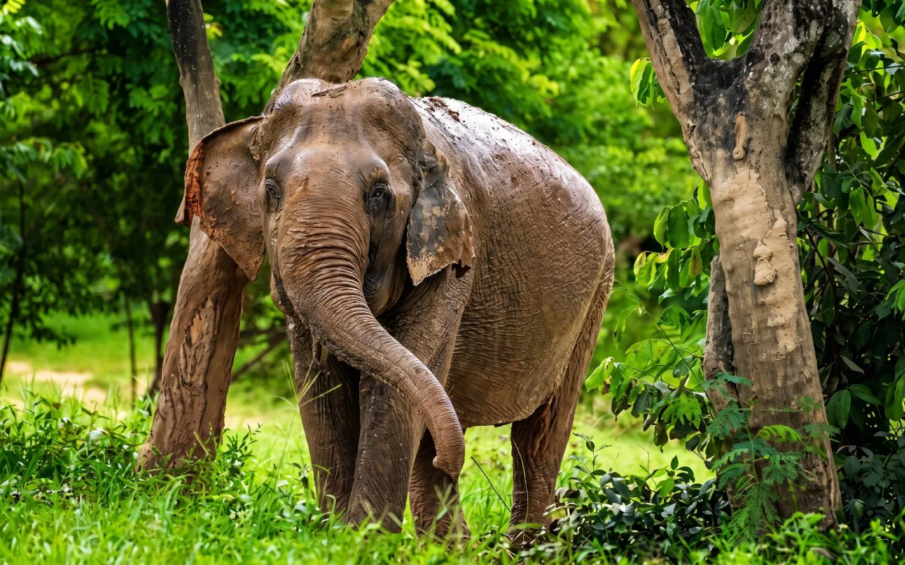 Muddy elephant near tree trunks in lush greenery.