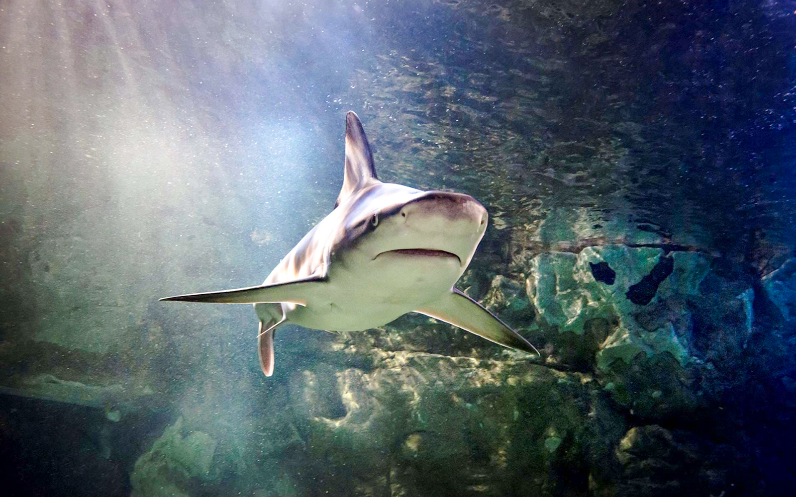 Shark swimming at Sea Life London aquarium.