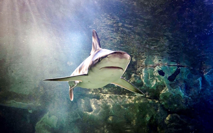 Shark swimming at Sea Life London aquarium.