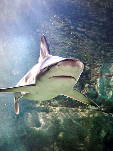 Shark swimming at Sea Life London aquarium.