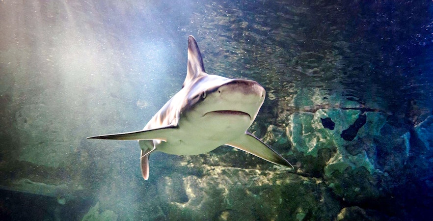 Shark swimming at Sea Life London aquarium.