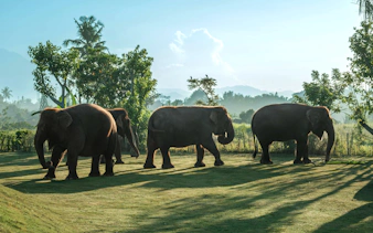 Asian elephants walking on a grassy field in Bali.