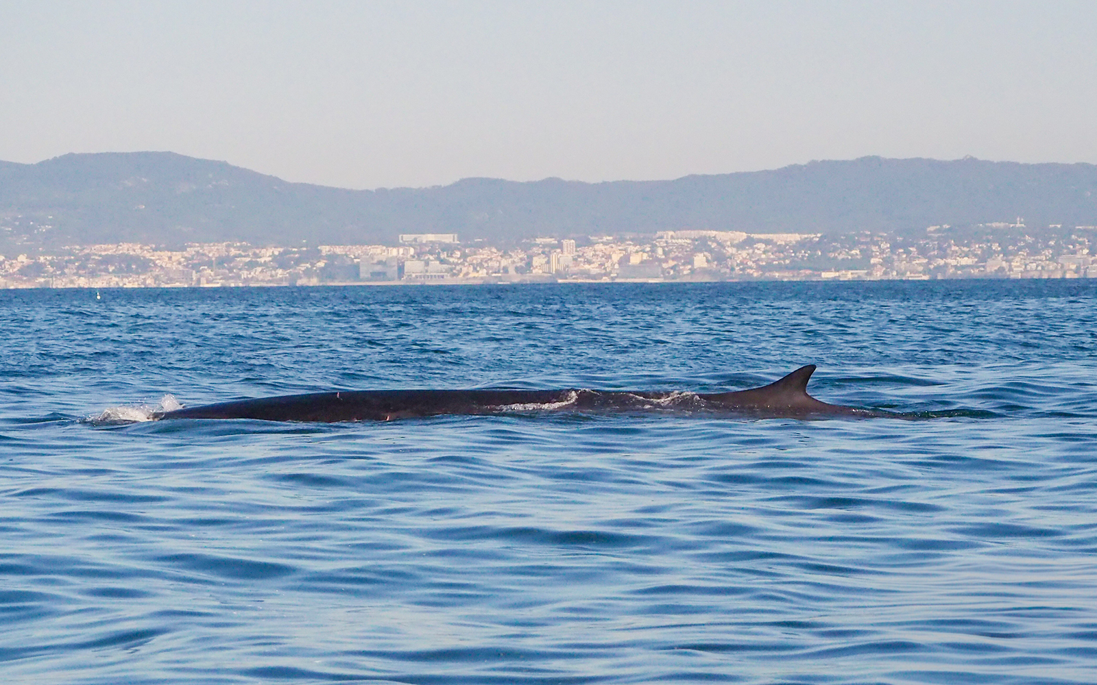 Dolphin fin visible during guided boat tour with dolphin watching near coastal city.