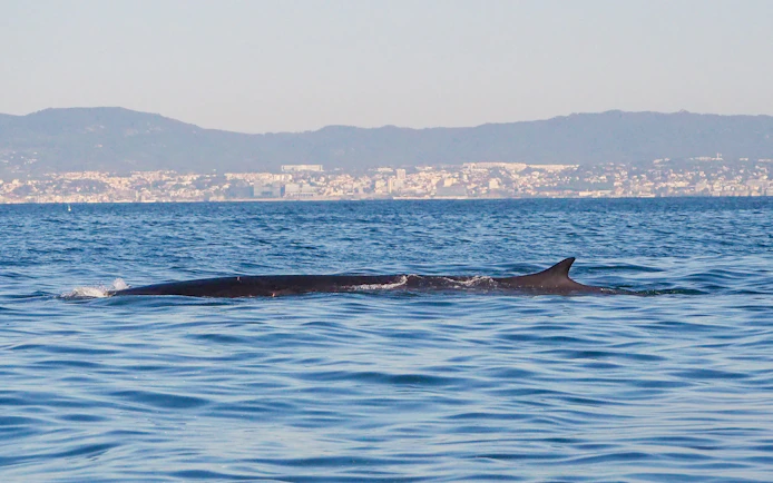 Dolphin fin visible during guided boat tour with dolphin watching near coastal city.