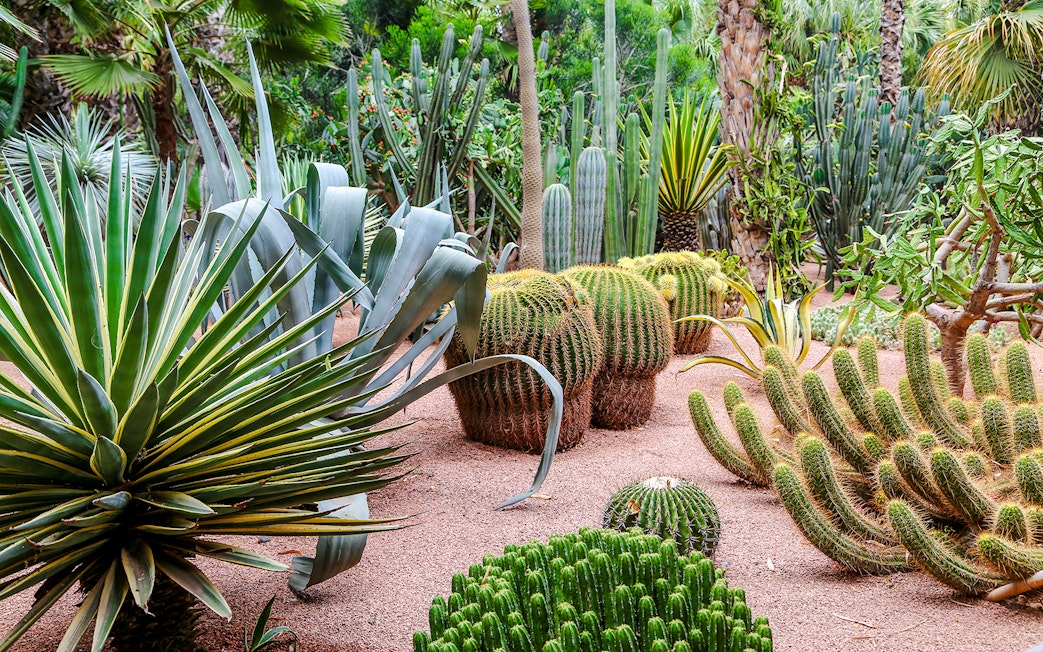 Cacti and succulents in Jardin Majorelle, Marrakech.