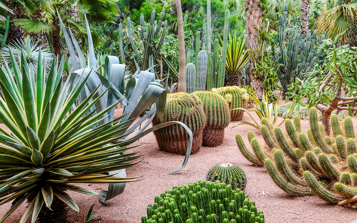 Cacti and succulents in Jardin Majorelle, Marrakech.