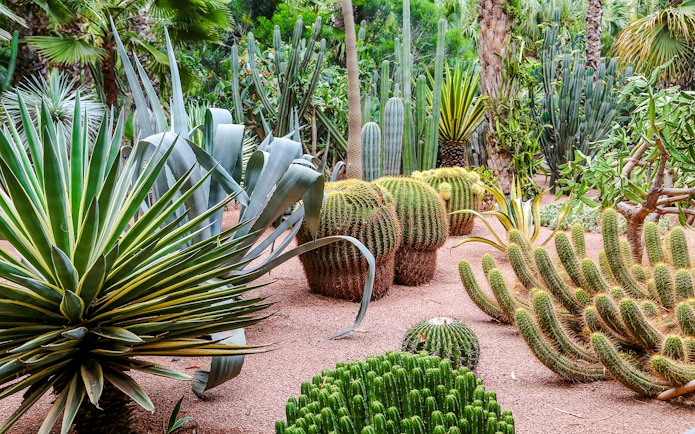 Cacti and succulents in Jardin Majorelle, Marrakech.