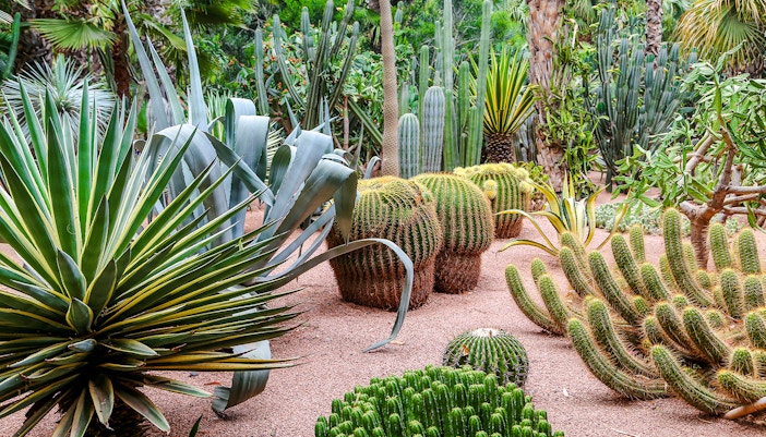 Cacti and succulents in Jardin Majorelle, Marrakech.