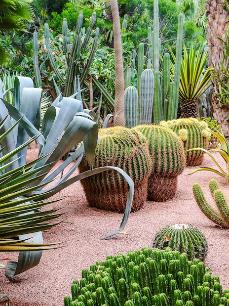 Cacti and succulents in Jardin Majorelle, Marrakech.