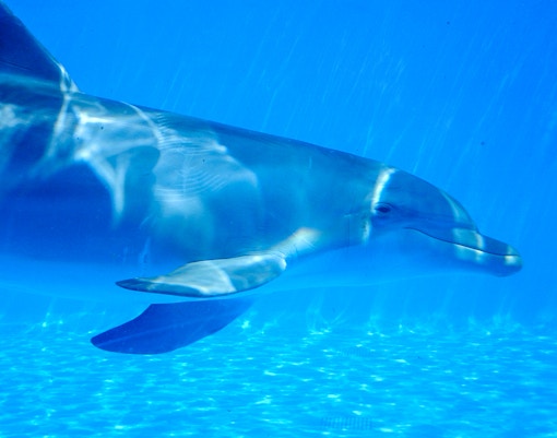 Marineland Mallorca Tickets