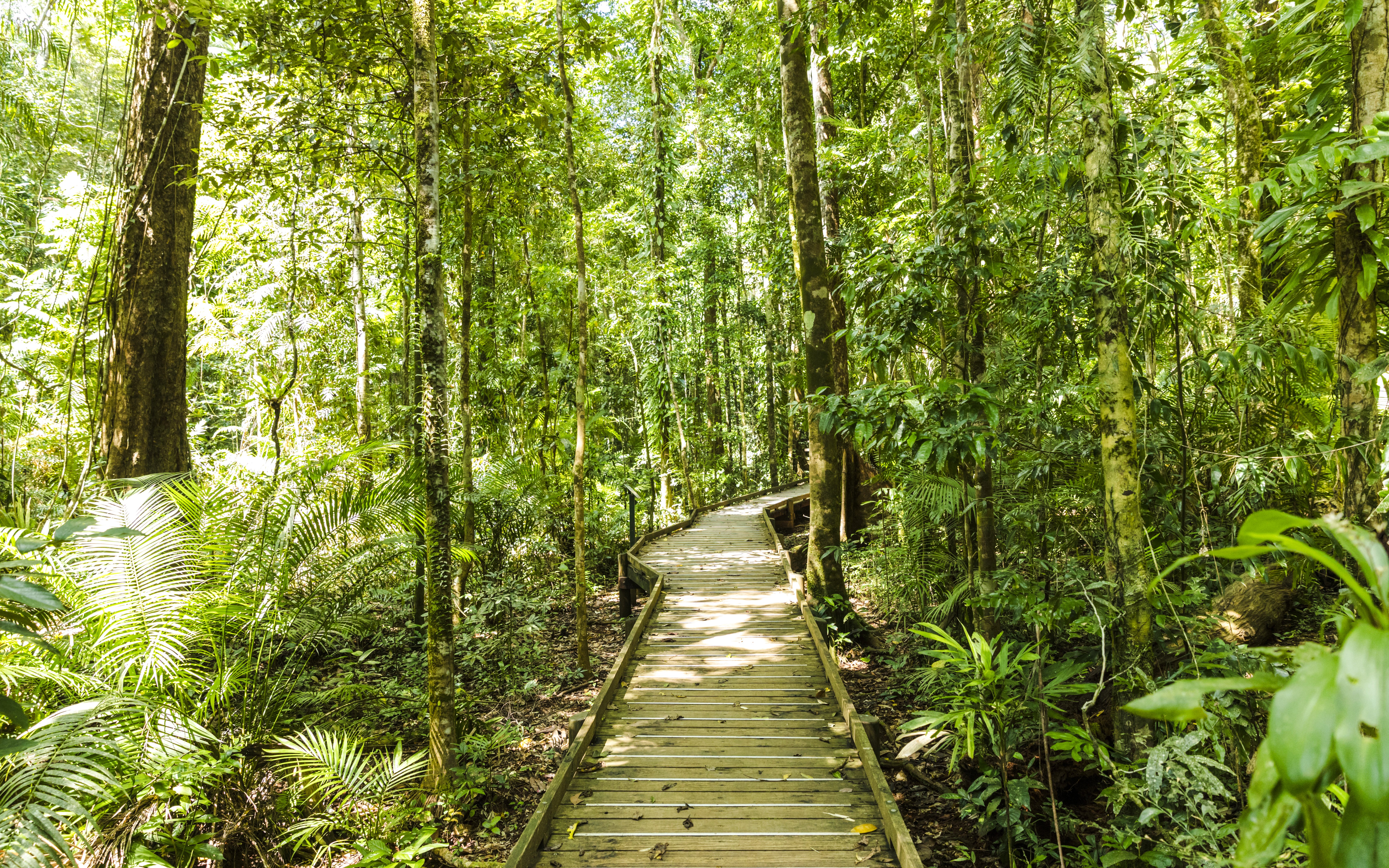 Wooden boardwalk through lush Daintree Rainforest, part of Billy Tea Safaris tour.