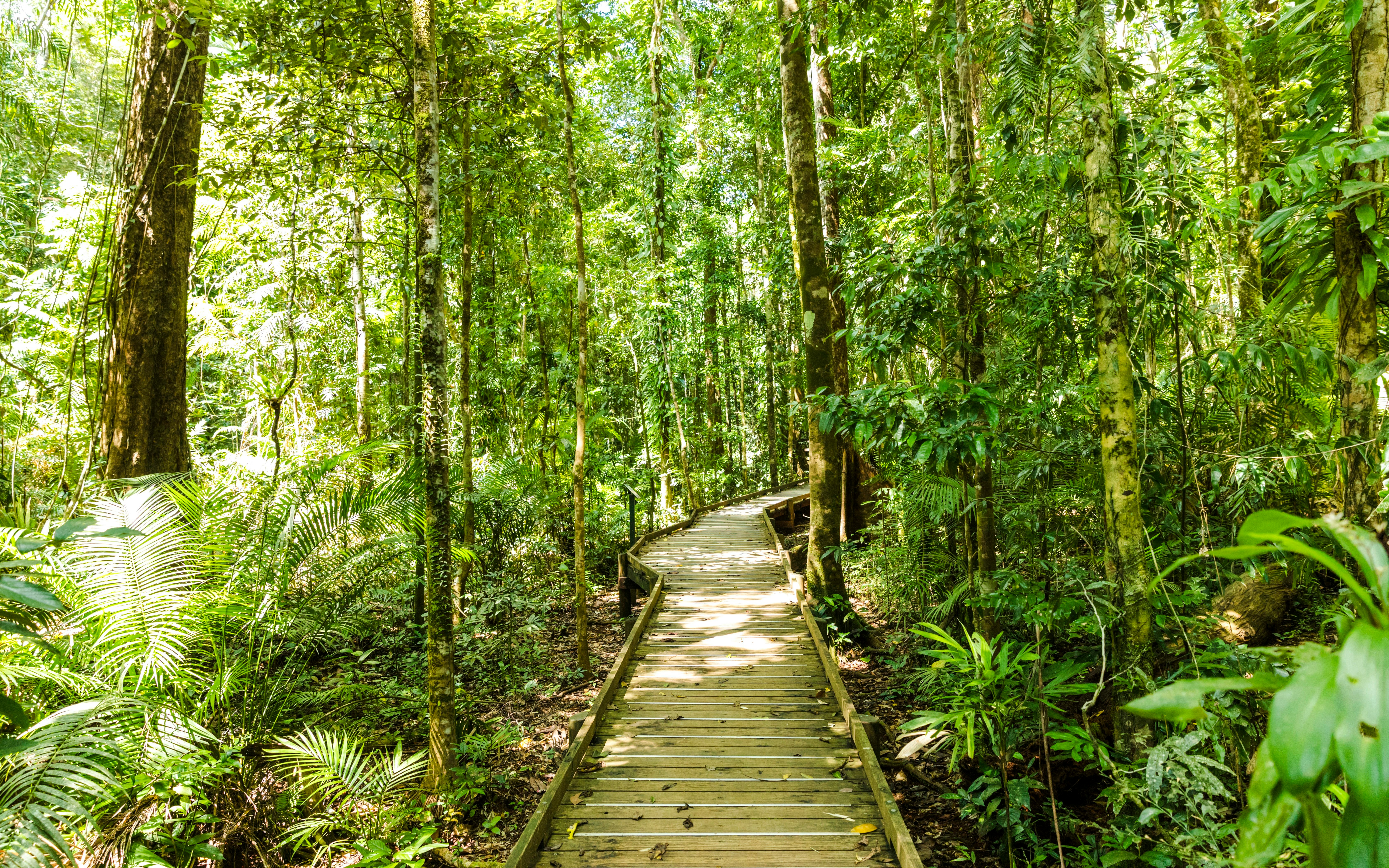 Wooden boardwalk through lush Daintree Rainforest, part of Billy Tea Safaris tour.