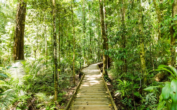 Wooden boardwalk through lush Daintree Rainforest, part of Billy Tea Safaris tour.
