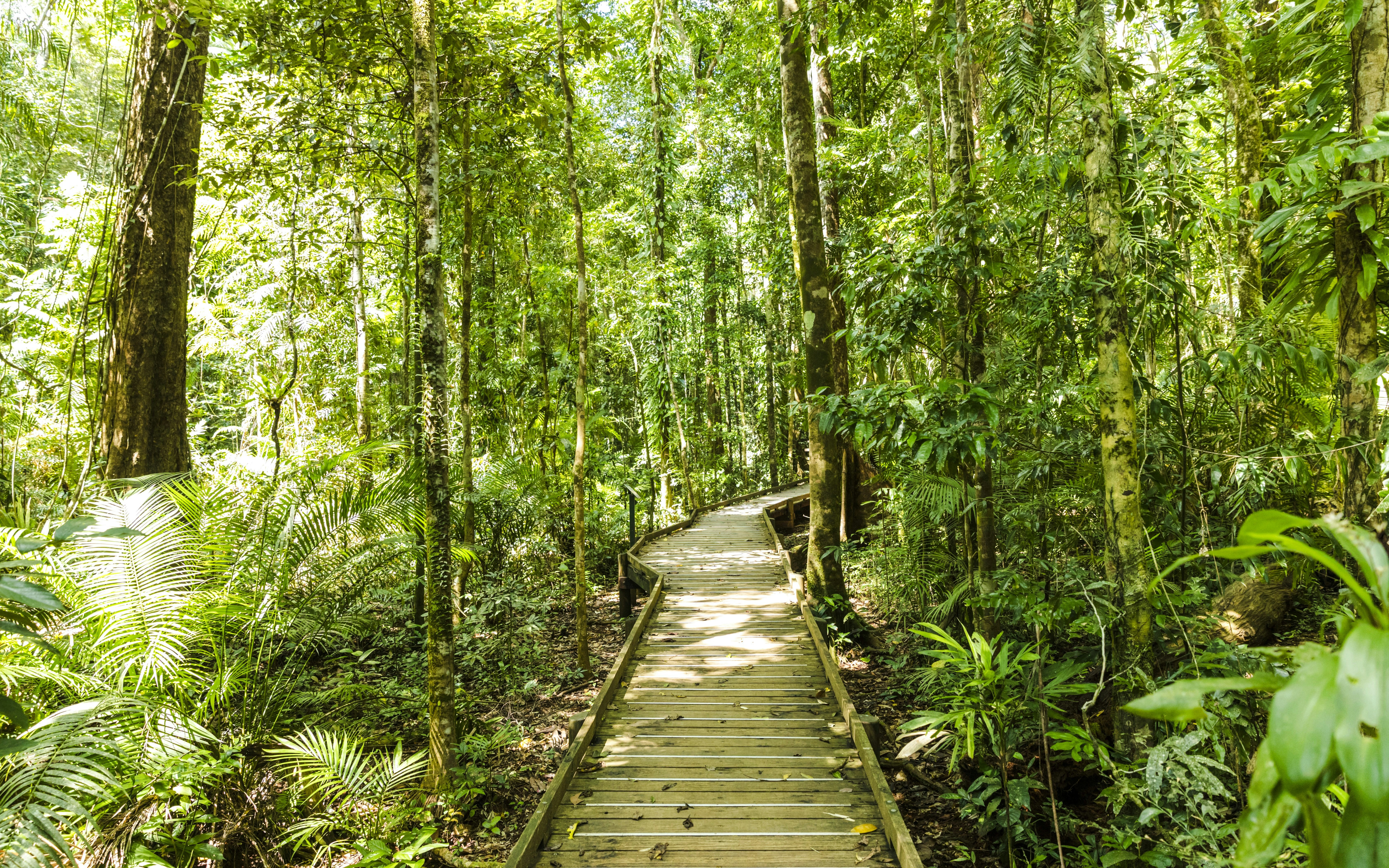 Wooden boardwalk through lush Daintree Rainforest, part of Billy Tea Safaris tour.