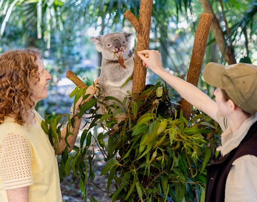 Tourists feeding a koala at Lone Pine Koala Sanctuary, Brisbane.