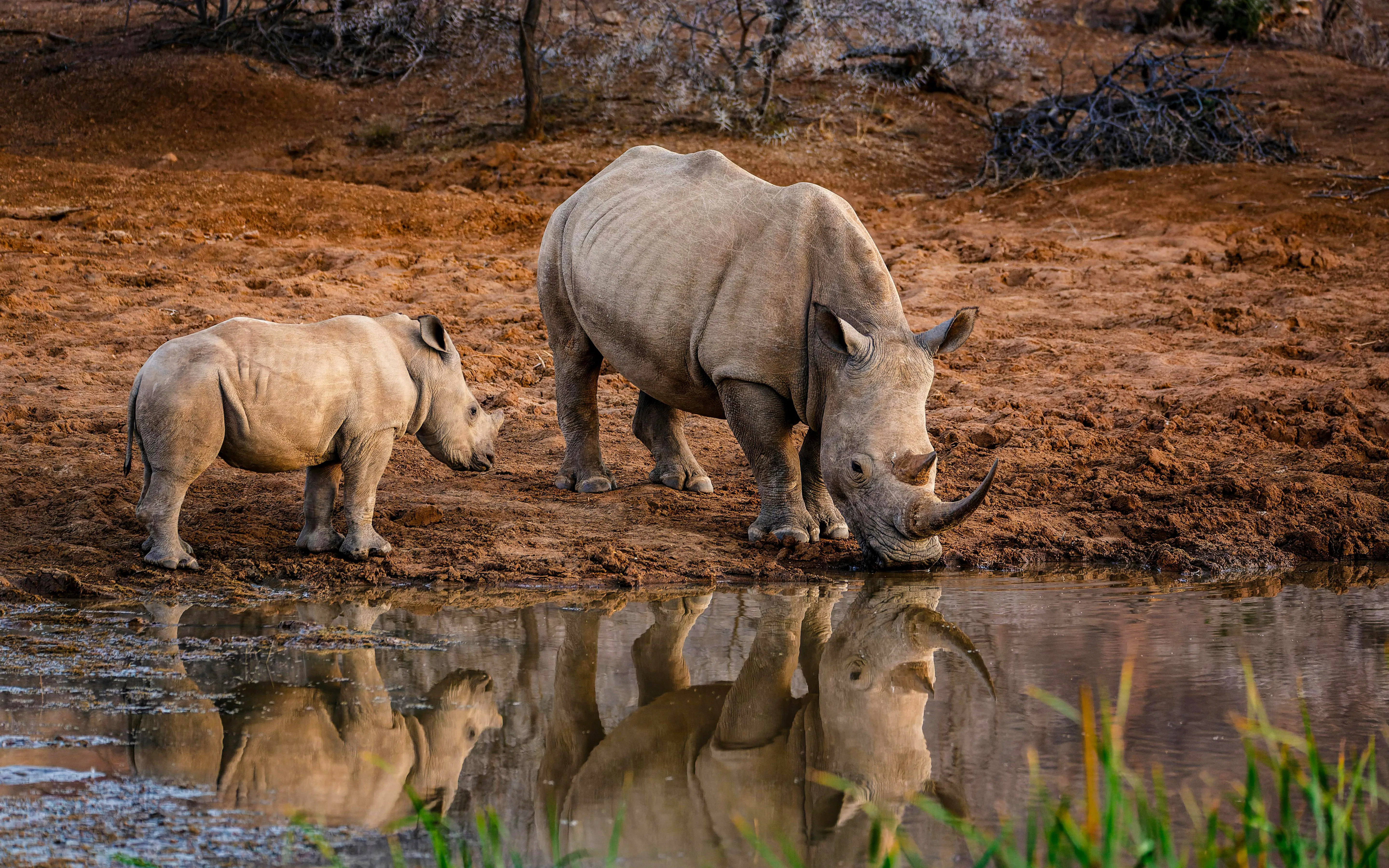 From Hoedspruit: Half-Day Big Five Safari Experience at Blue Canyon Private Game Reserve