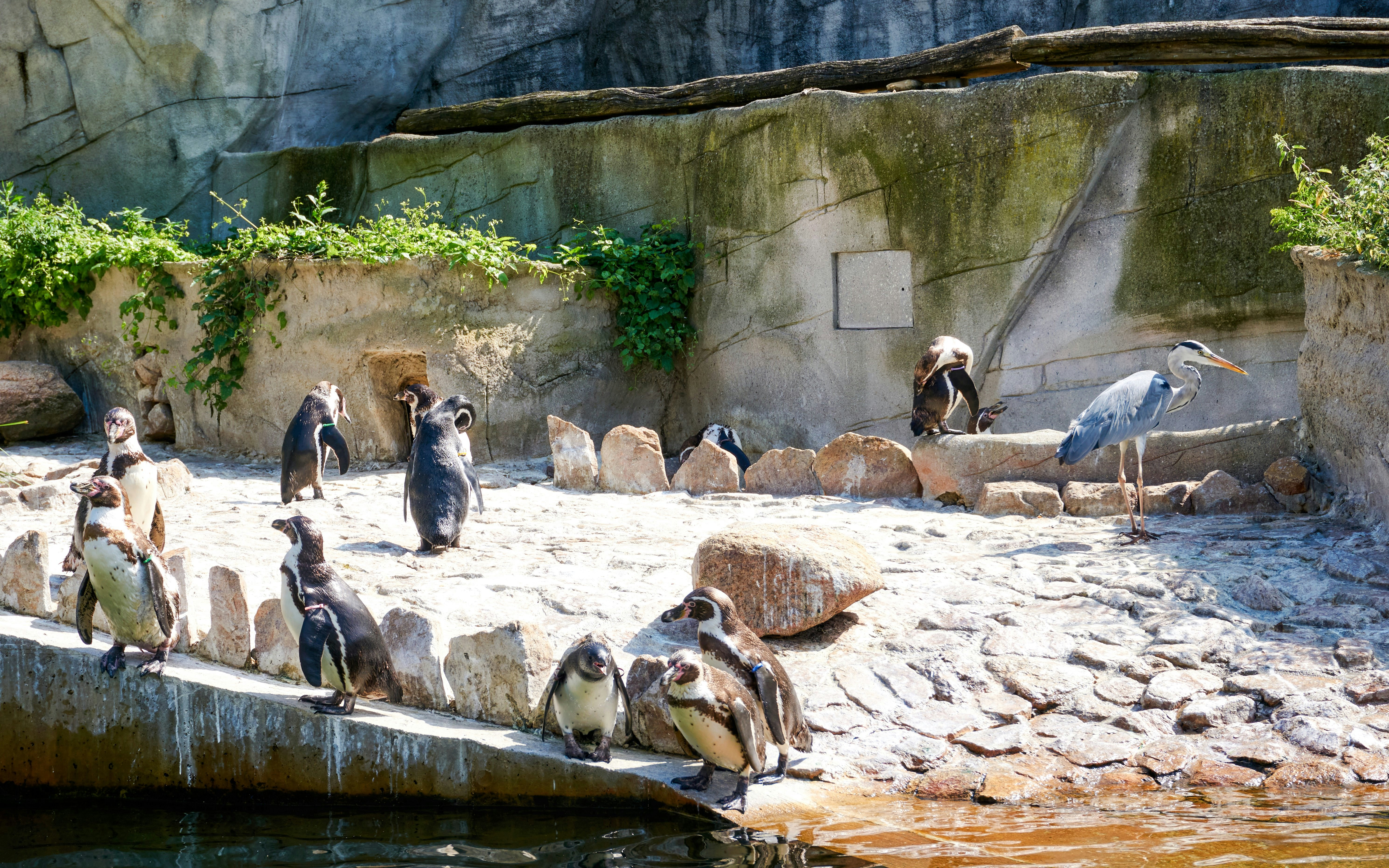 Penguins and a heron on rocky terrain at Edinburgh Zoo.