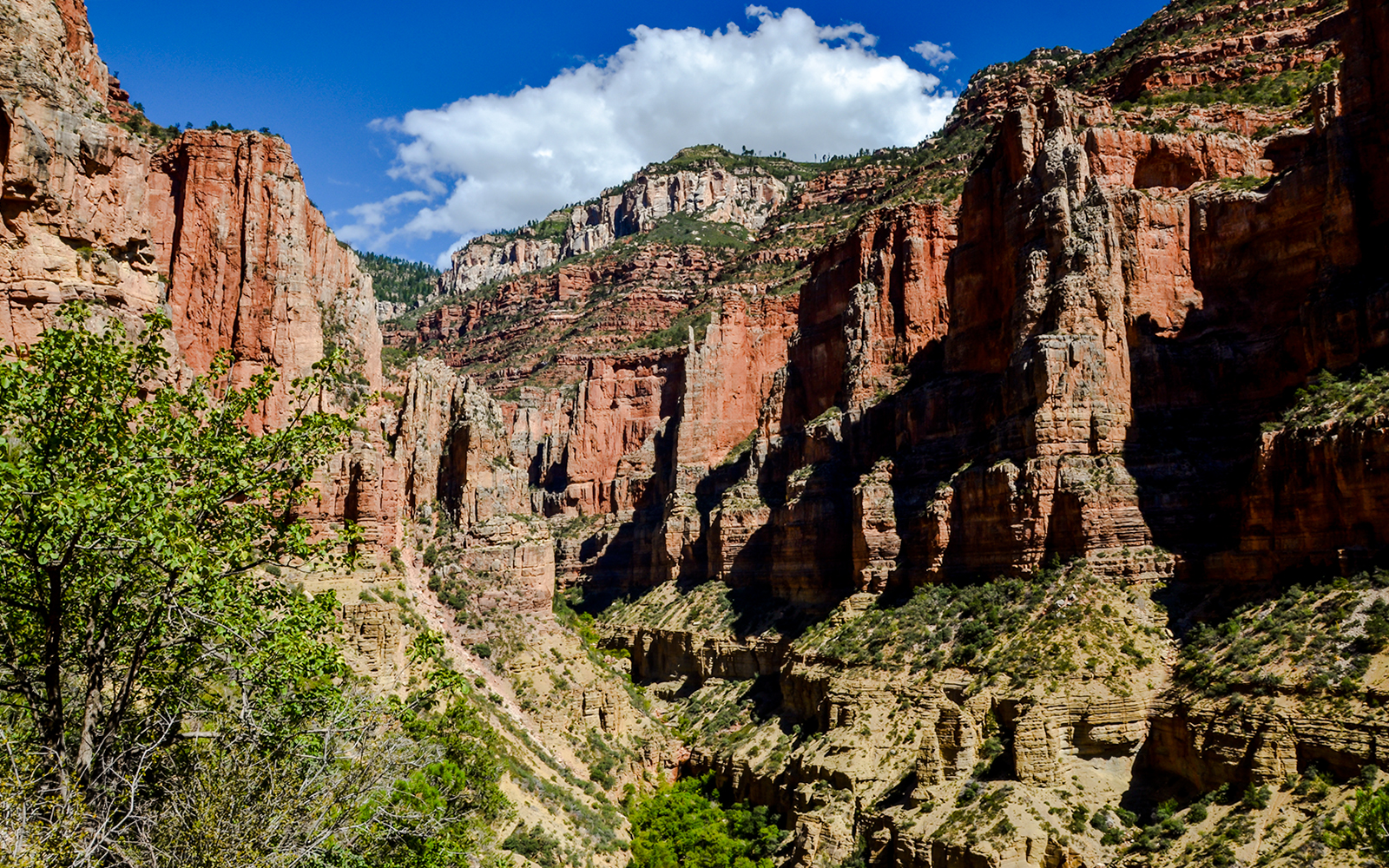 Red limestone walls of Roaring Springs Canyon at North Rim, Grand Canyon National Park, showcasing rugged terrain.