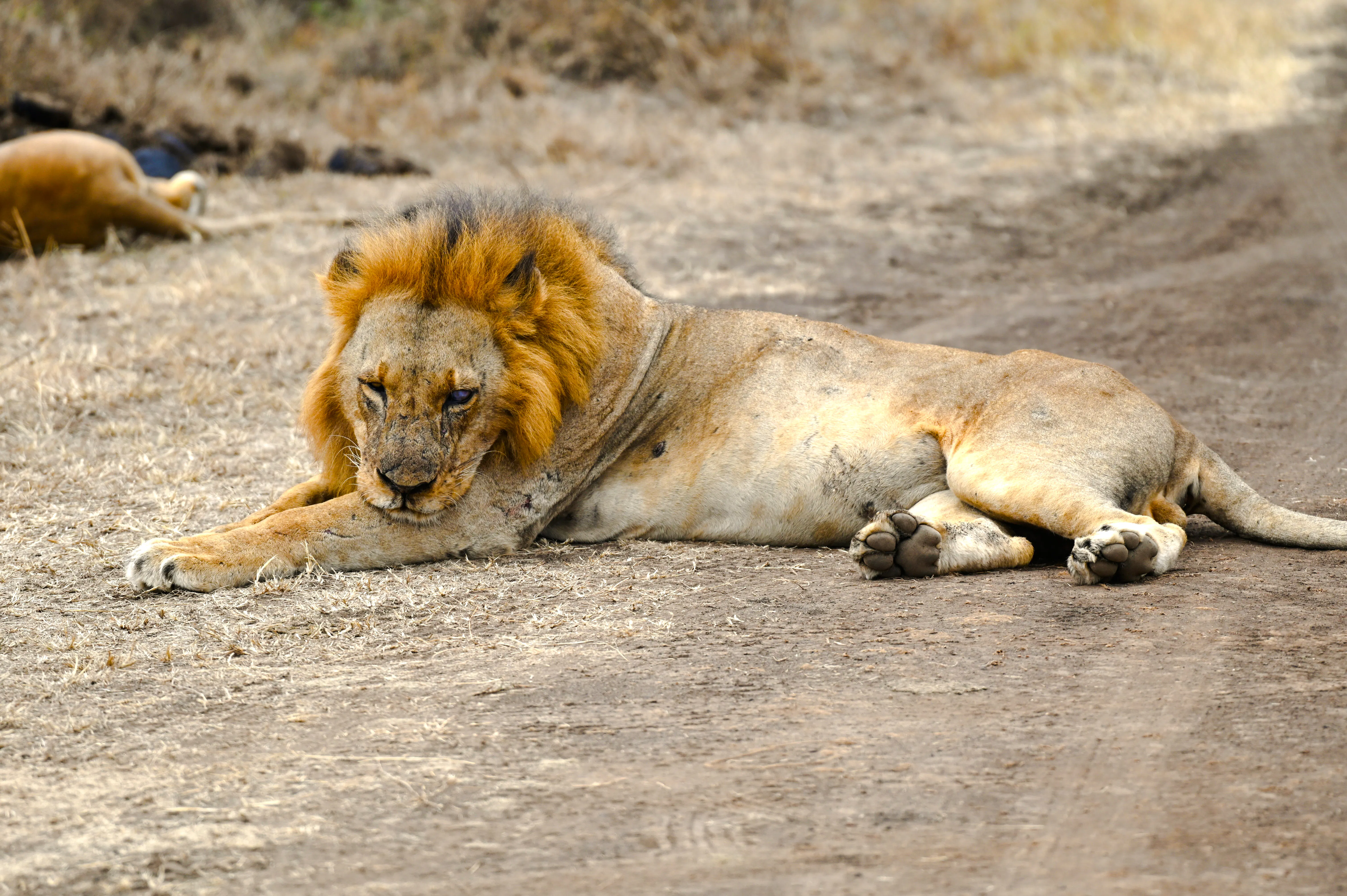 Lion resting on a dirt path in Nairobi National Park, Nairobi.