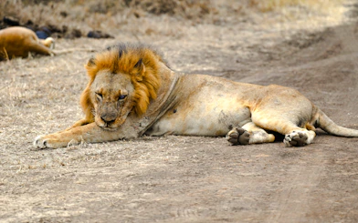 Lion resting on a dirt path in Nairobi National Park, Nairobi.