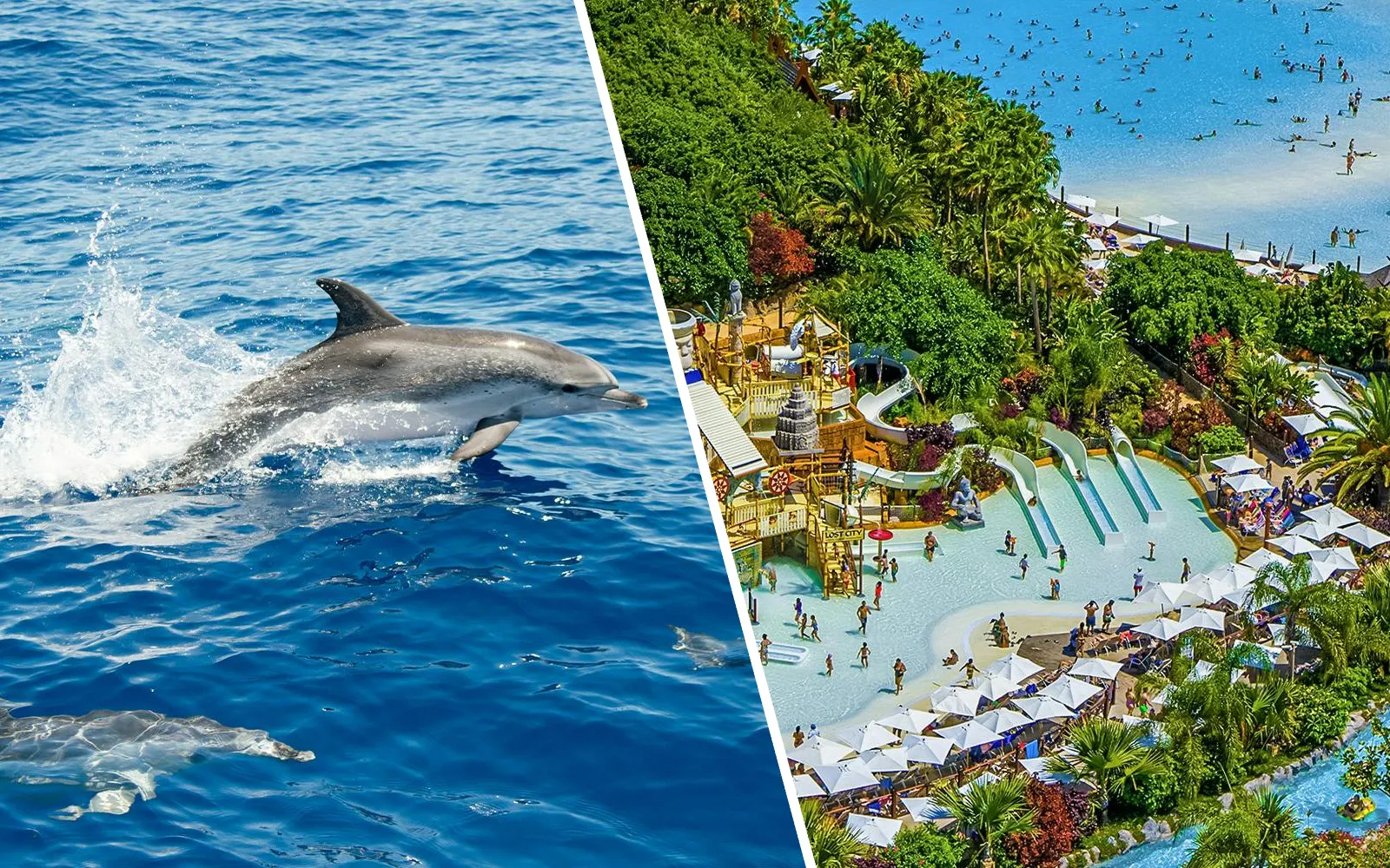 Atlantic spotted dolphins swimming in Tenerife waters.