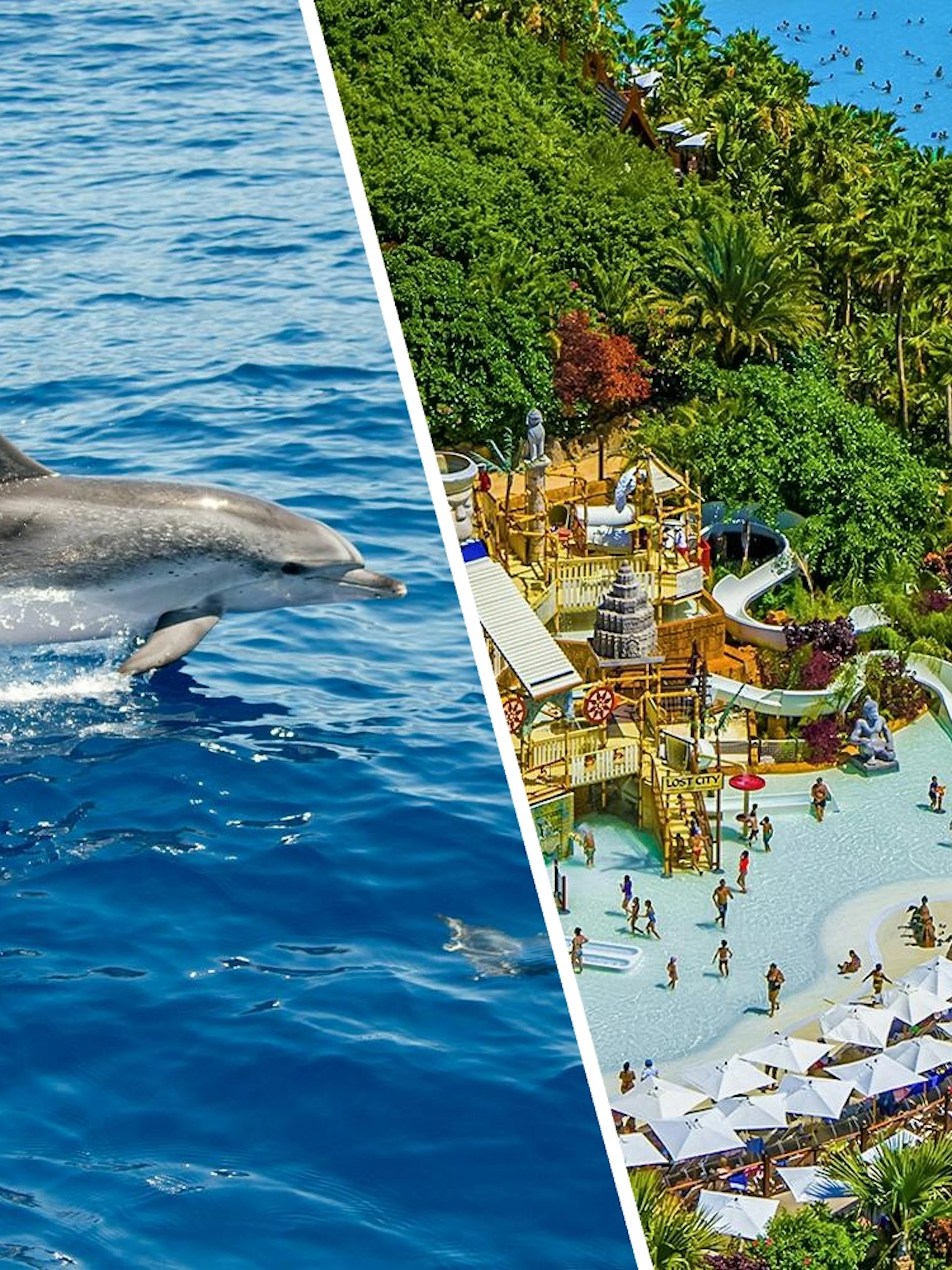 Atlantic spotted dolphins swimming in Tenerife waters.