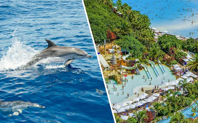 Atlantic spotted dolphins swimming in Tenerife waters.