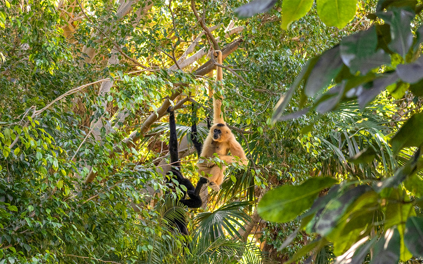 Baboon swinging in lush greenery at Bioparc Fuengirola.