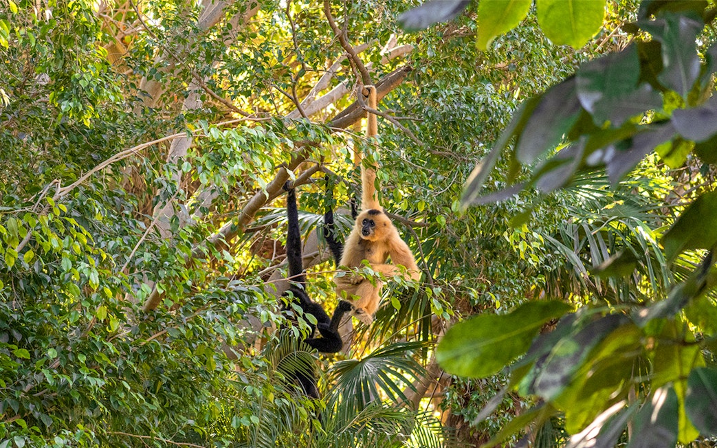 Baboon swinging in lush greenery at Bioparc Fuengirola.