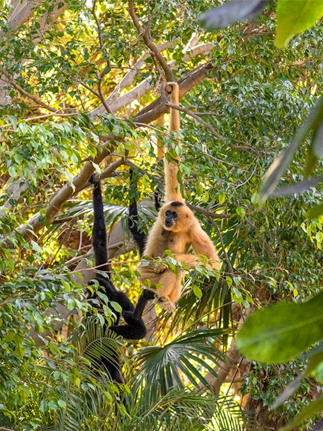 Baboon swinging in lush greenery at Bioparc Fuengirola.