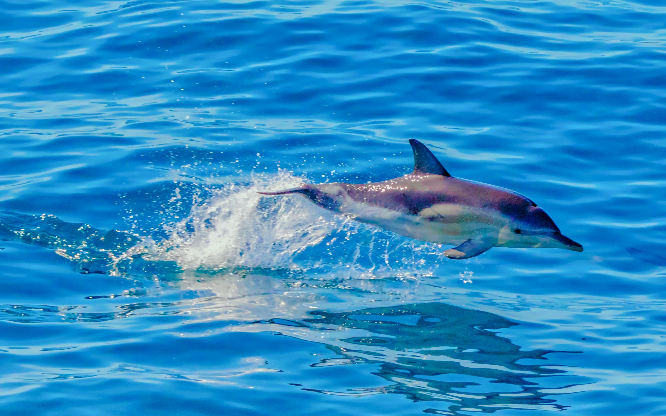 Dolphin leaping from the water during Auckland Tikapa Moana cruise.